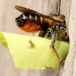 Die Bunte Blattschneiderbiene    