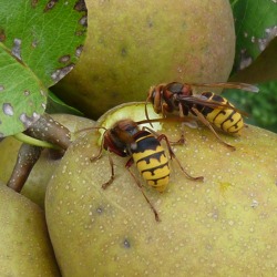 Naturnahes Gärtnern - Insekten im Garten