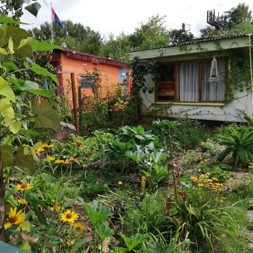 Gemüseanbau - Kein Garten ohne Gemüse
