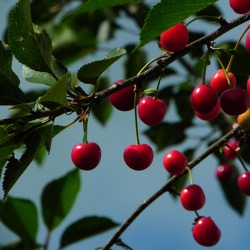 Naturgemäßer Obstbaumschnitt Süßkirsche - Praxis