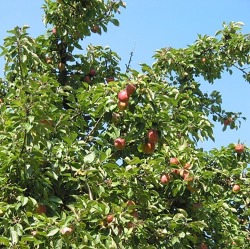 Naturgemäßer Obstbaumschnitt (Praxis) - Obstgehölze im Herbst