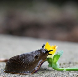 Mäuse und Schnecken - Schädlinge im Garten
