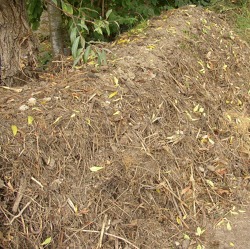 Vom Gartenabfall zum wertvollen Humus - alles rund um die Kompostierung