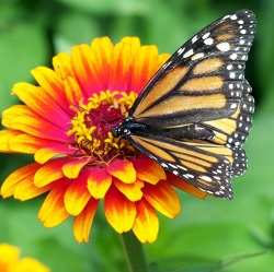 So dramatisch steht es um die Insekten in Deutschland